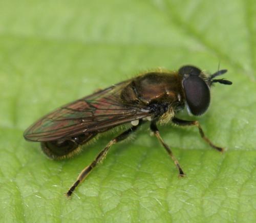 Pipizella sp.